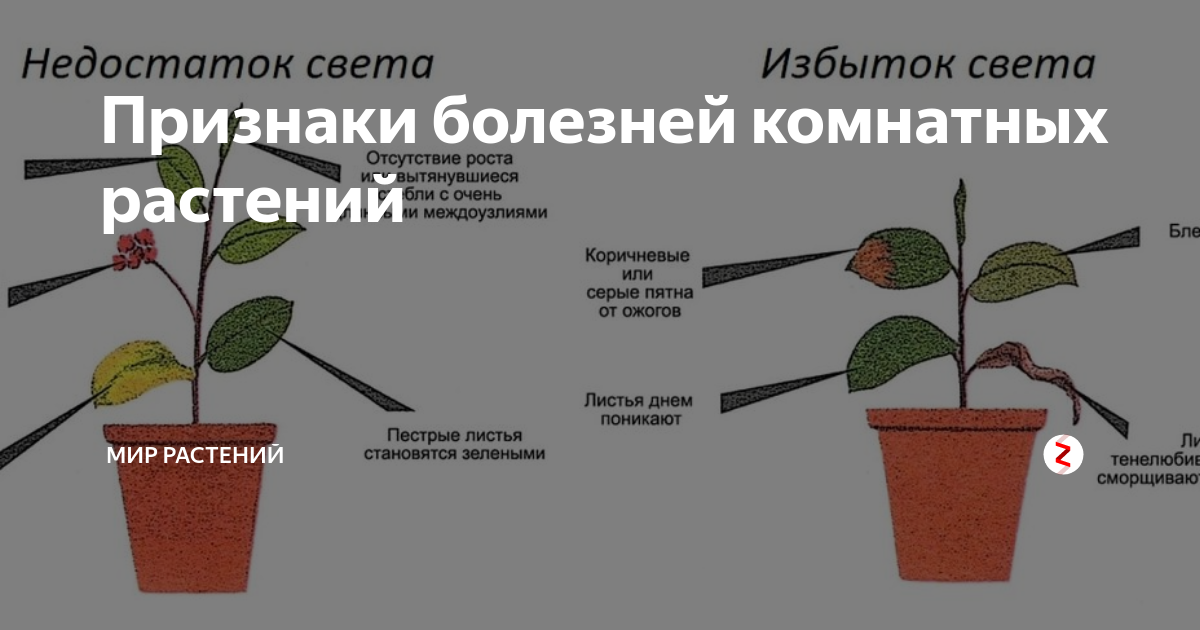 Проанализируйте признаки слабого роста и развития комнатного растения показанные на схеме 1 и 2