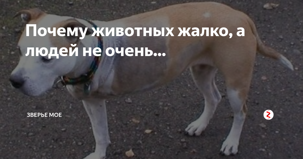 Жалко животных. Жалко животных. Брошенные собаки демотиватор. Жалко животных. Демотиваторы с животными.