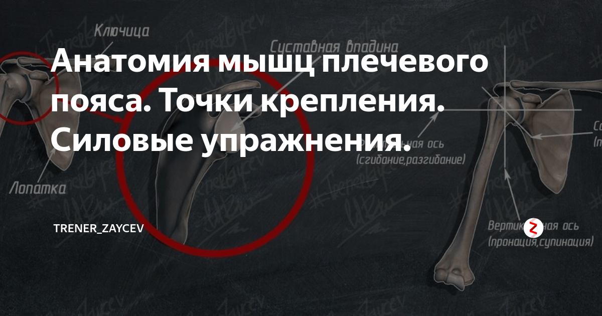 Анатомия мышц плечевого пояса. Точки крепления. Силовые упражнения ...