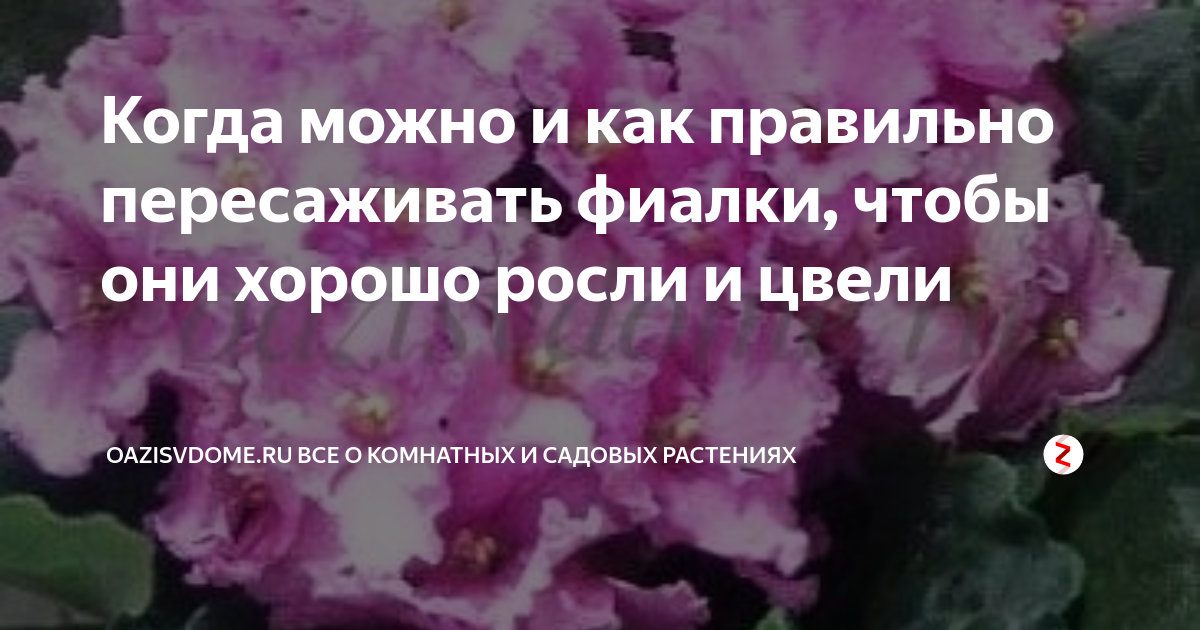 Можно ли пересаживать фиалку во время цветения. Чем подкормить фиалки. Подкармливаем фиалки. Чем подкормить фиалки для обильного цветения в домашних. Чем подкармливать фиалку для цветения.