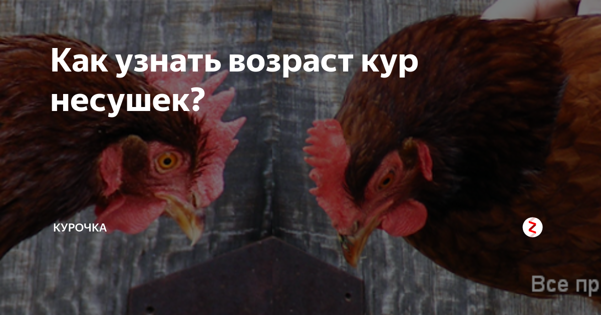 Возраст кур. Возраст курицы. Как узнать Возраст кур-несушек?. Как определить Возраст курицы. Как понять Возраст курицы несушки.