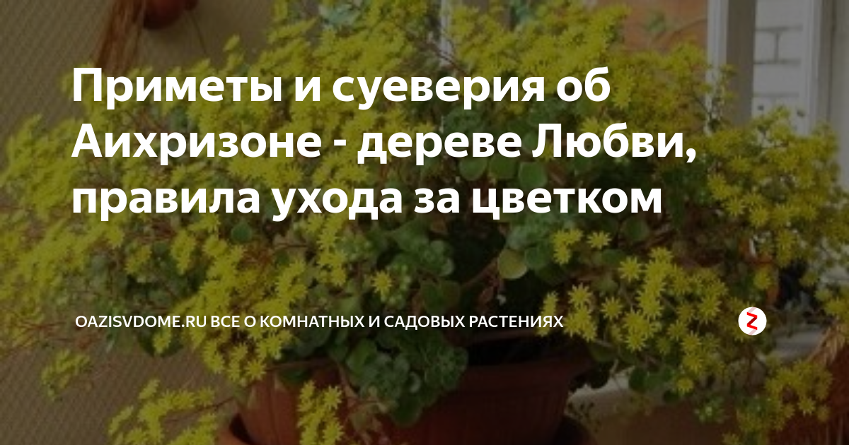 Аихризон: как в домашних условиях вырастить дерево любви?