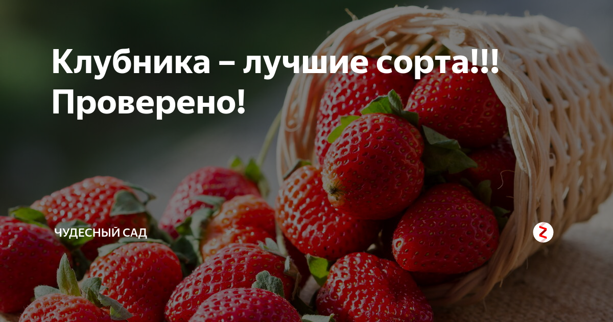 Сорт клубники черри Берри
