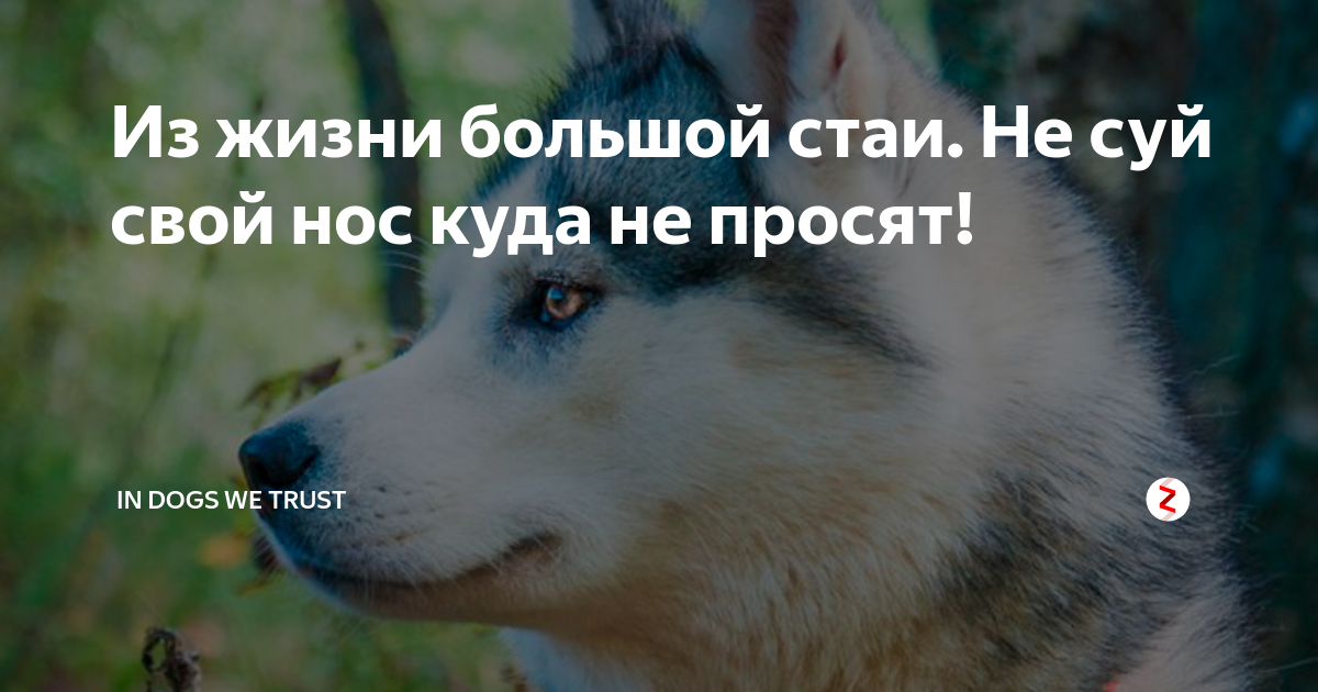 Из жизни большой стаи. Не суй свой нос куда не просят! | Катерина ...