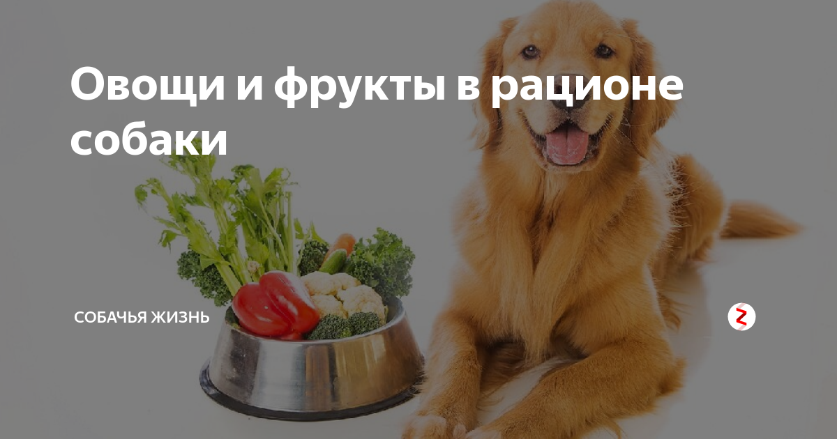 в зоопарке обезьяны ежедневно съедают 60 кг фруктов