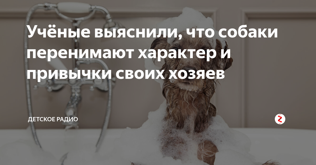 Влияние характера хозяина на поведение собак