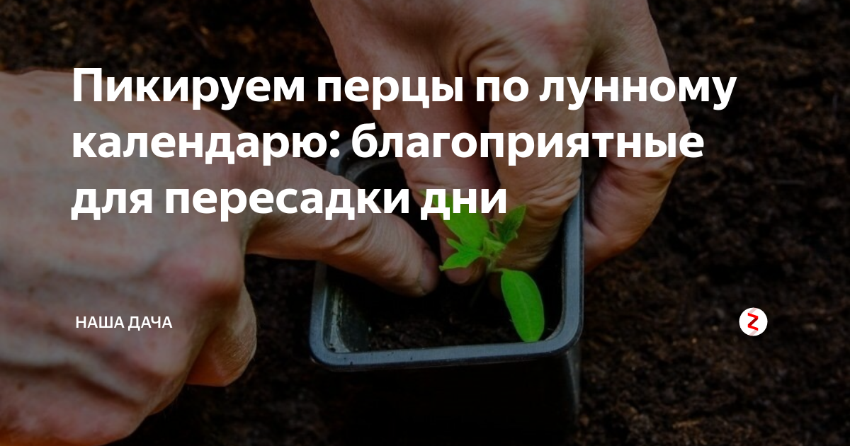 Таблица посевного лунного календаря огородника на 2023 год. Таблица по срокам посева семян на рассаду. Лунный посевной календарь на 2023 год таблица. Посадочный календарь на март. Лунный посевной календарь на 2022.
