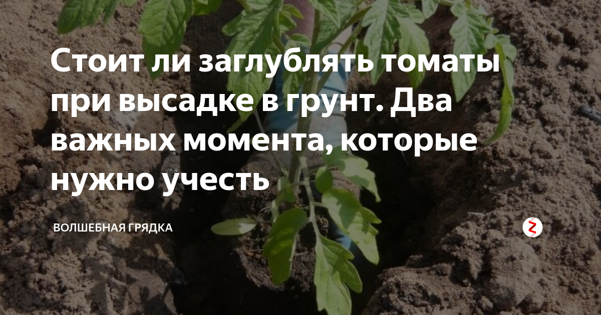 Можно ли заглублять рассаду перца. Заглубление рассады томатов. Заглубление томатов при высадке. Надо ли углублять рассаду помидор при высадке в грунт. Насколько заглублять рассаду помидор при высадке