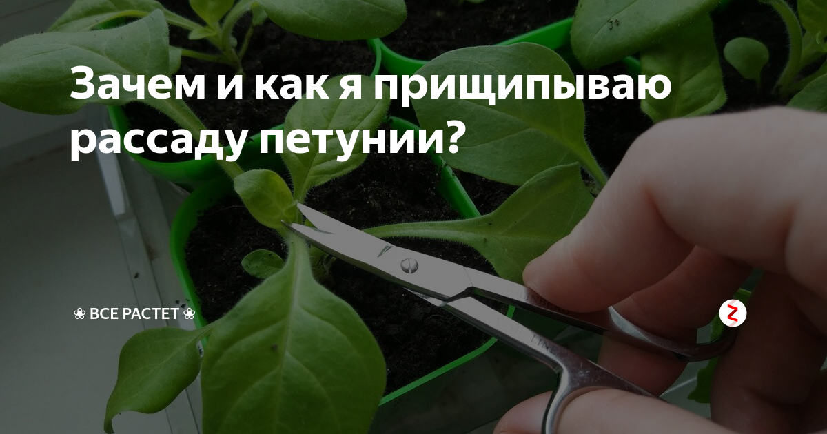 Как прищипывать петунию схема