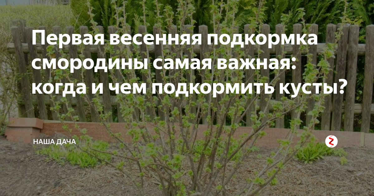 Чем подкормить деревья и кустарники весной. Подкормка смородины. Весенняя подкормка смородины. Подкормка смородины весной. Первая Весенняя подкормка.