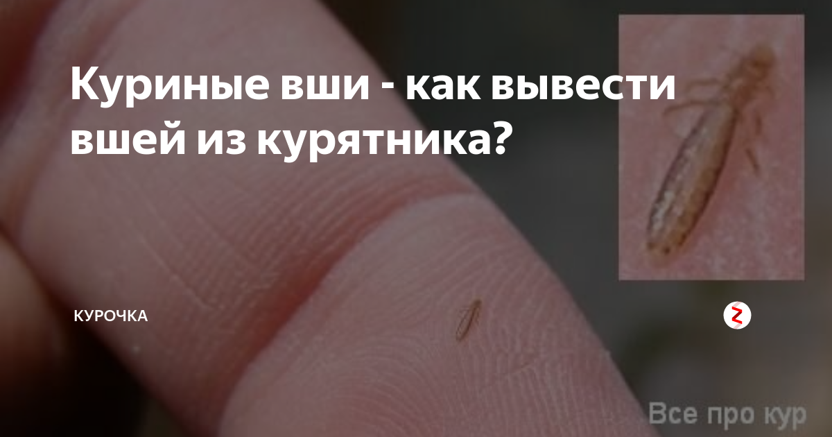 Как увидеть вшей у кур? Чем обработать и вывести, как лечить