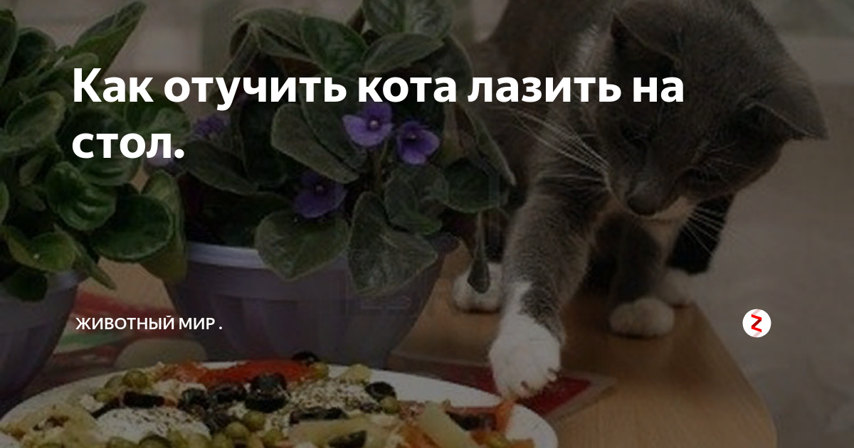 Как отвадить кота лазить по столам