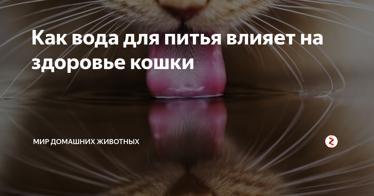 Можно ли давать коту воду из фильтра