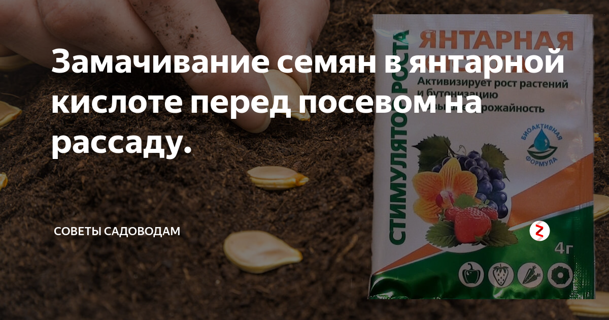 Замачивать ли семена астры перед посадкой. Замачивание семян в янтарной кислоте. Замачивание семян в янтарной кислоте перед посадкой. Янтарная кислота для рассады. Янтарная кислота замочить семена.