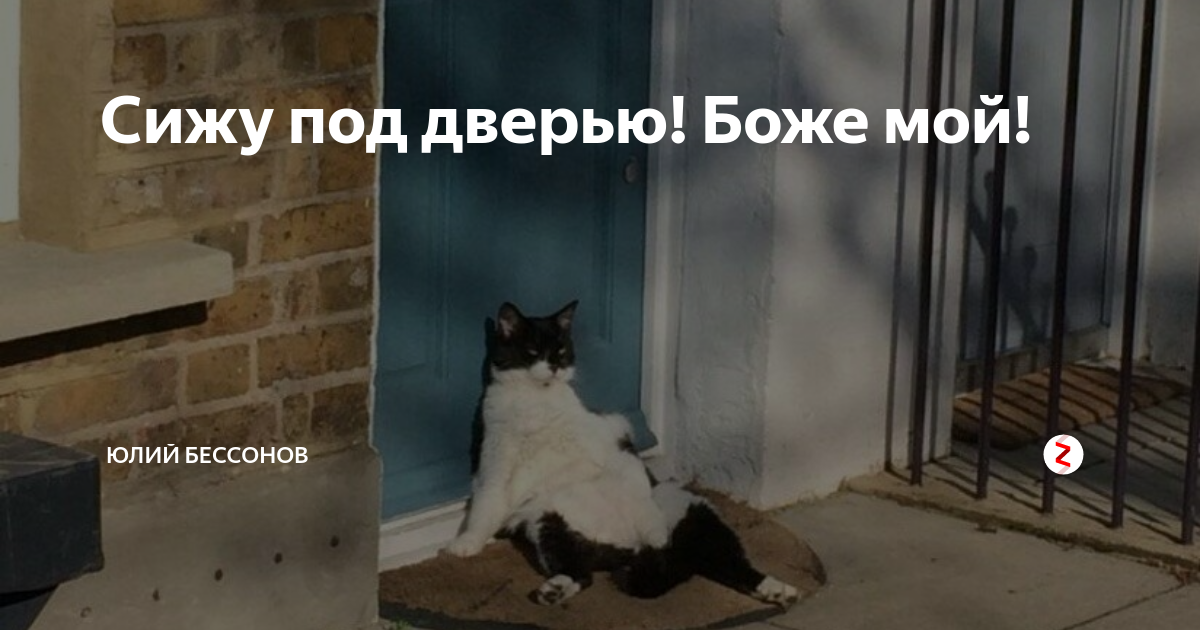 Сижу под дверью. Дворовый кот. Сидит под дверью. Дверь для кота. Сижу под дверью.