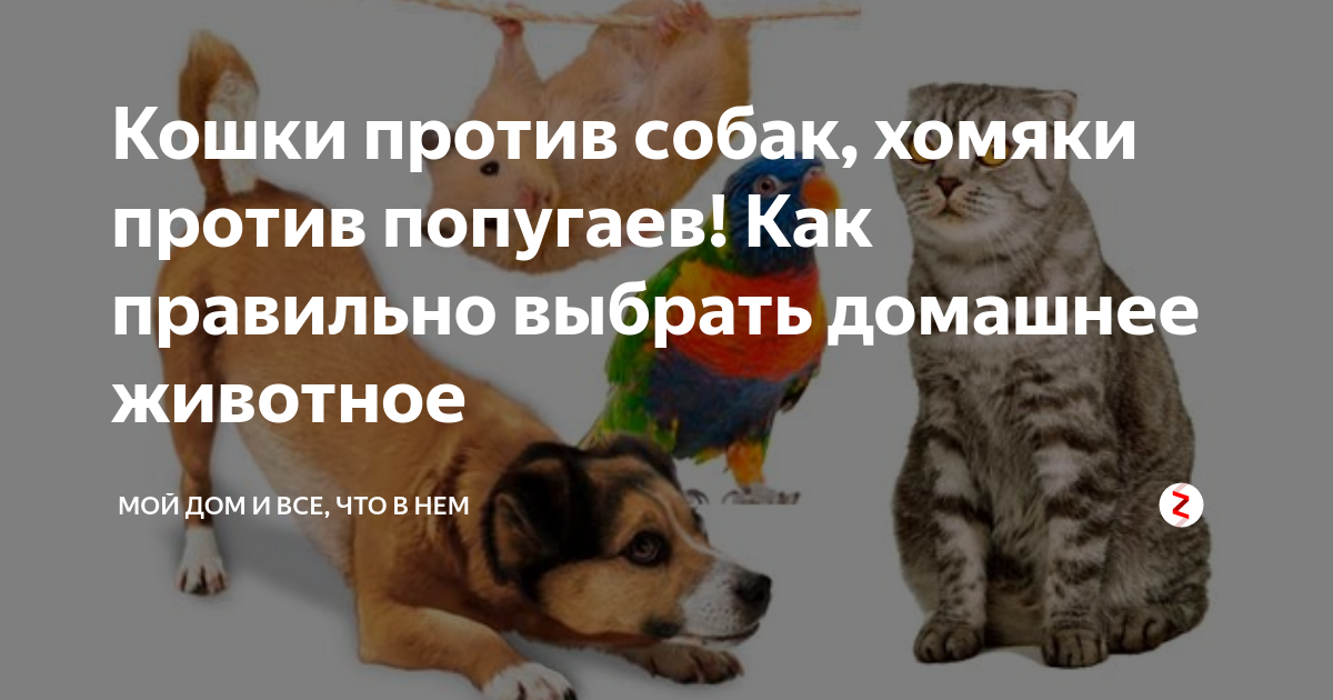 Хомяк мирно спит и активен