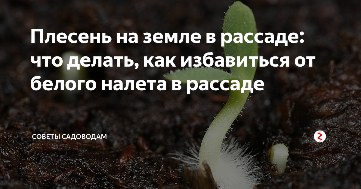 Белая плесень на земле с рассадой. Белая плесень на рассаде. Плесень на земле в рассаде. Плесень на грунте с рассадой.