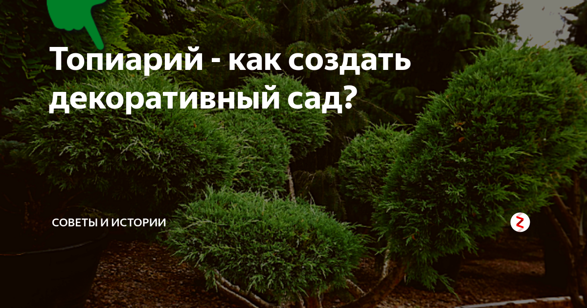 Топиарий из хвойных: стрижка пошагово – формируем уникальные кроны своими руками