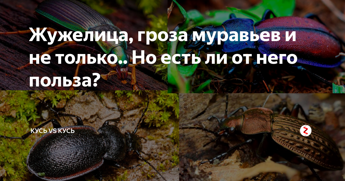 Жужелица, гроза муравьев и не только.. Но есть ли от него польза ...