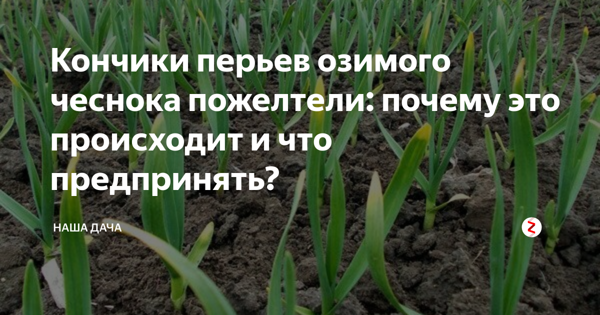 Чеснок после зимы желтеет чем подкормить. Желтеет кончик пера у чеснока. Перья чеснока. Почему желтеют листья у чеснока. У чеснока нет кончиков.