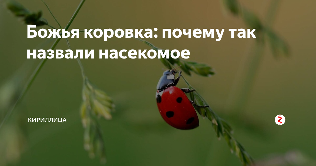 Почему Божья коровка так называется?