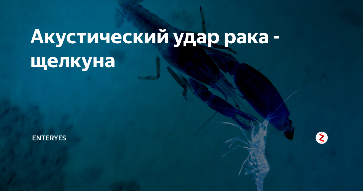 Как выглядит рак щелкун Акустический удар рака - щелкуна EnterYes Дзен