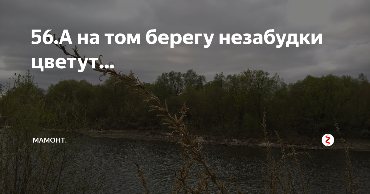 А натом берегу. А на том берегу незабудки. На том берегу. А на том берегу незабудки цветут.