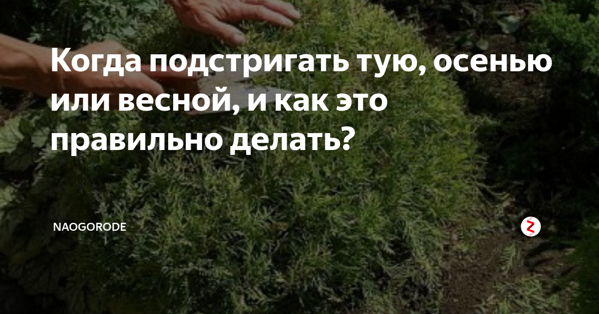 Когда стричь калину