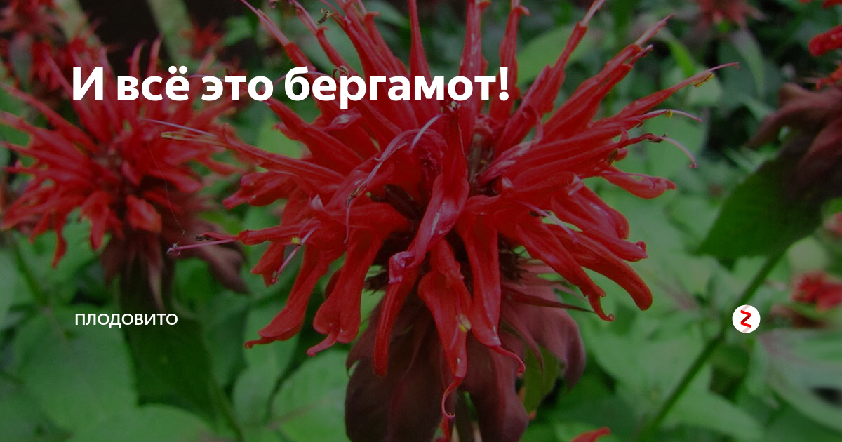 И всё это бергамот! | ПлодоВито | Дзен