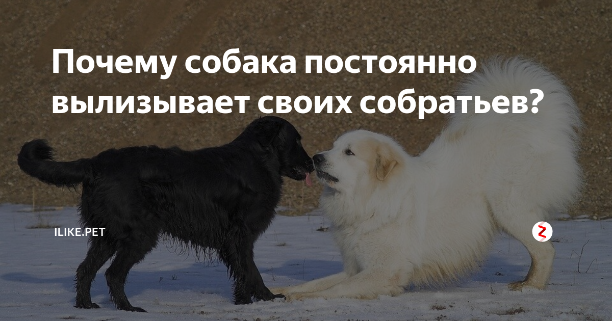 Почему собака всех любит. Я люблю животных больше чем людей. Почему собака всех любит. Почему собака всех любит. Проект моя любимая собака.