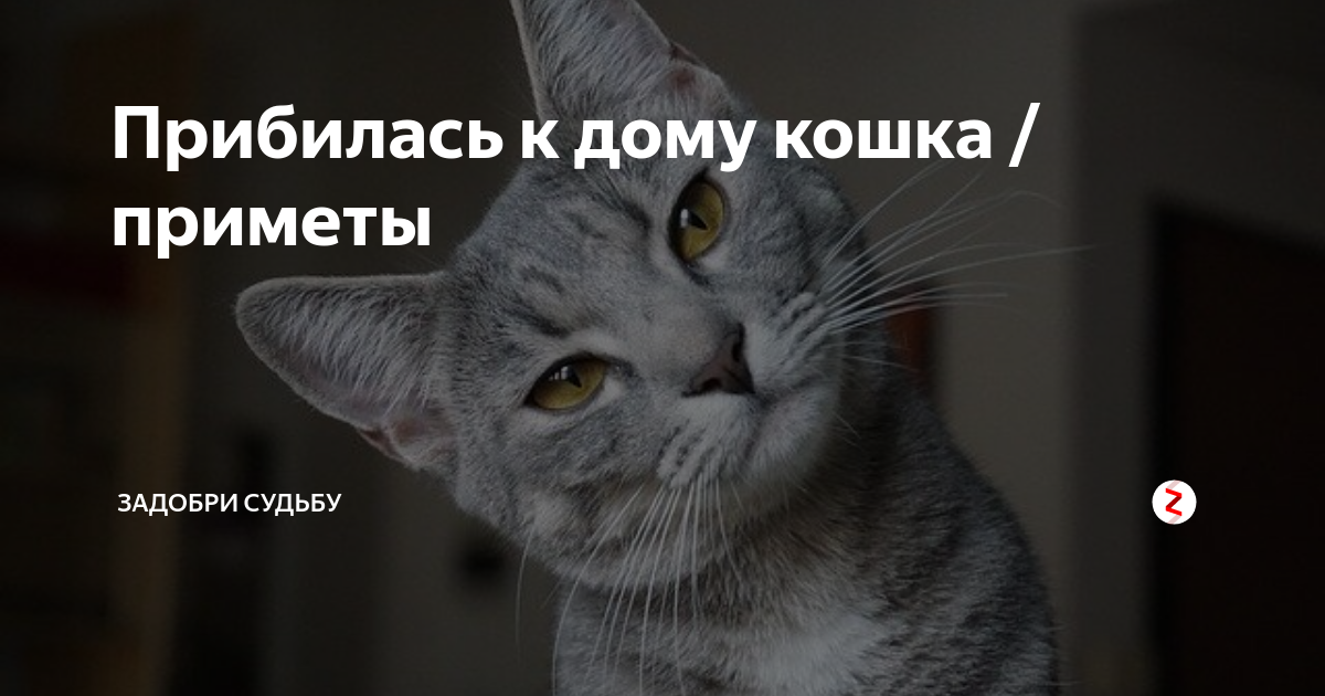 Пришла чужая кошка. Прибилась кошка к дому приметы. Кошечка прибилась к дому примета. Примета кошка пришла в дом чужая. Прибился к дому.