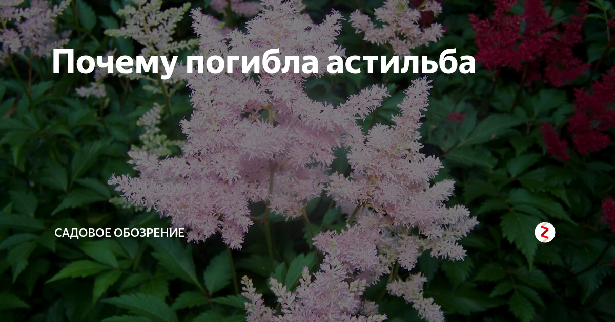 Астильба после зимы. Астильба темная сторона Луны. Астильба после зимы как выглядит. Астильба осенью.