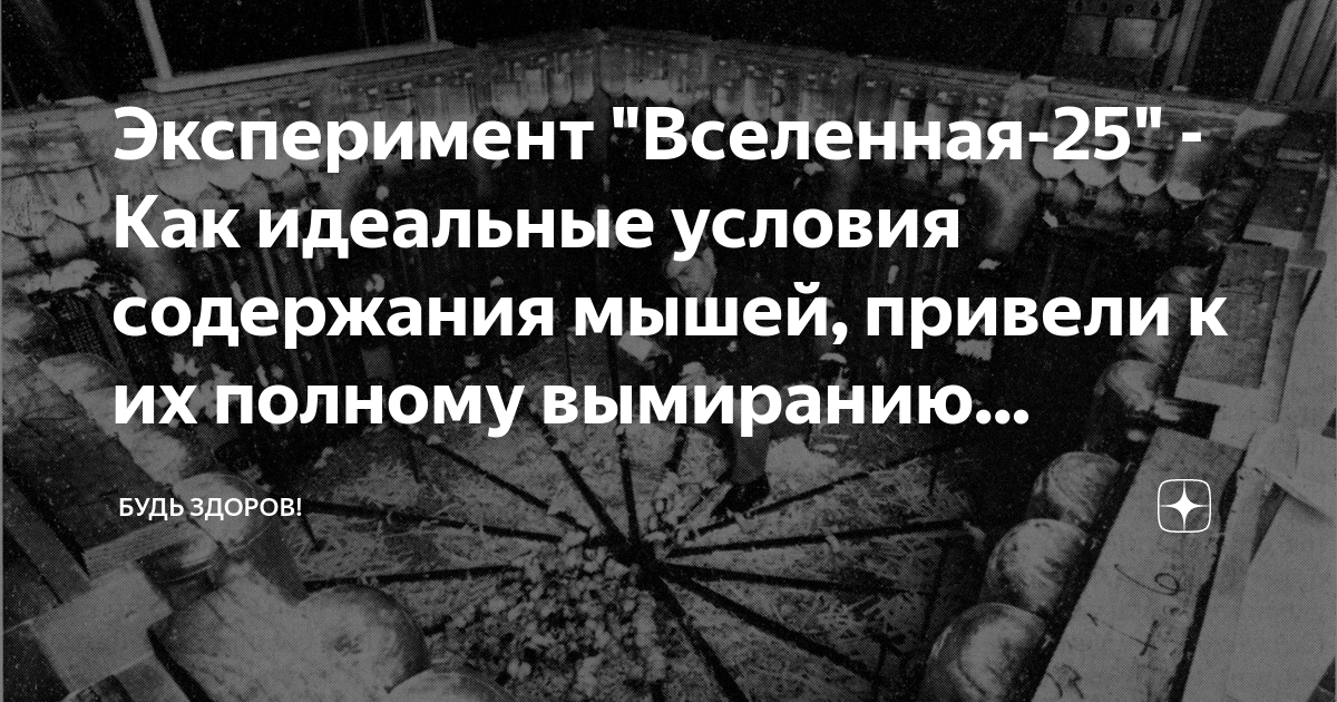 Эксперимент крысиный рай. Вселенная 25 эксперимент мышиный рай. Эксперимент Джона Кэлхуна с мышиным раем. Эксперимент 25 рай для мышей.