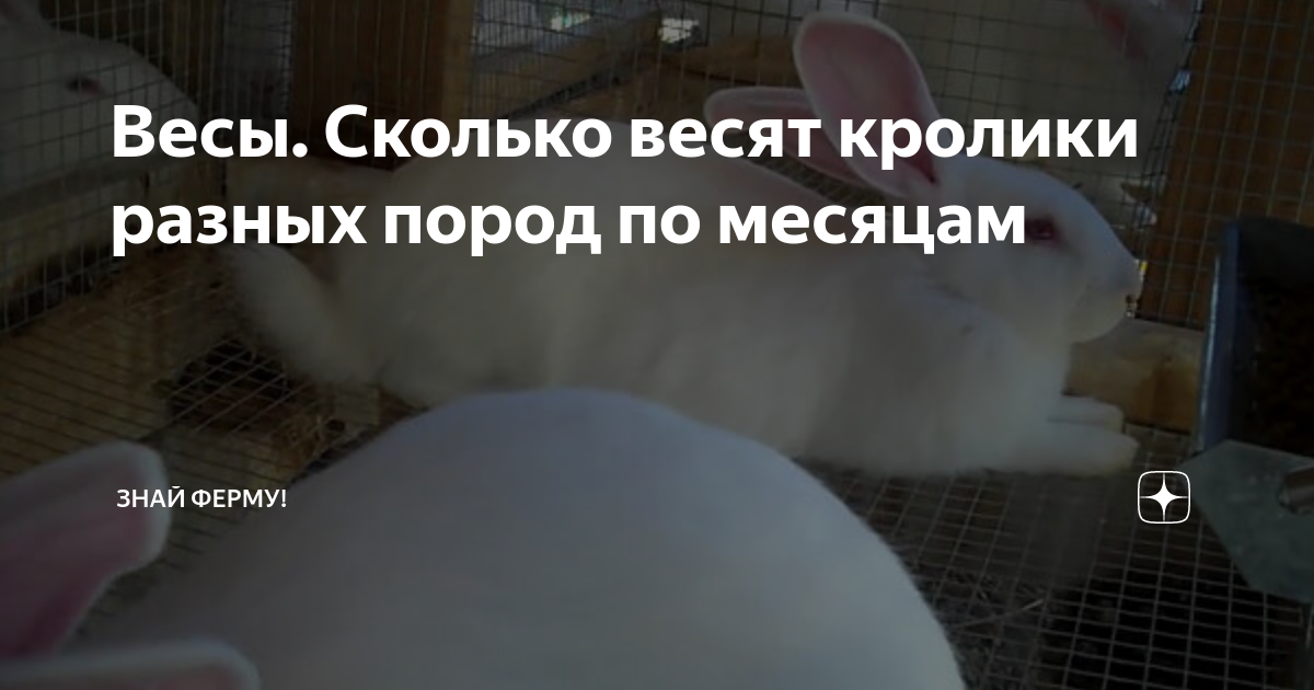 Организация кормовой базы 1988 - - Справочник кроликовода
