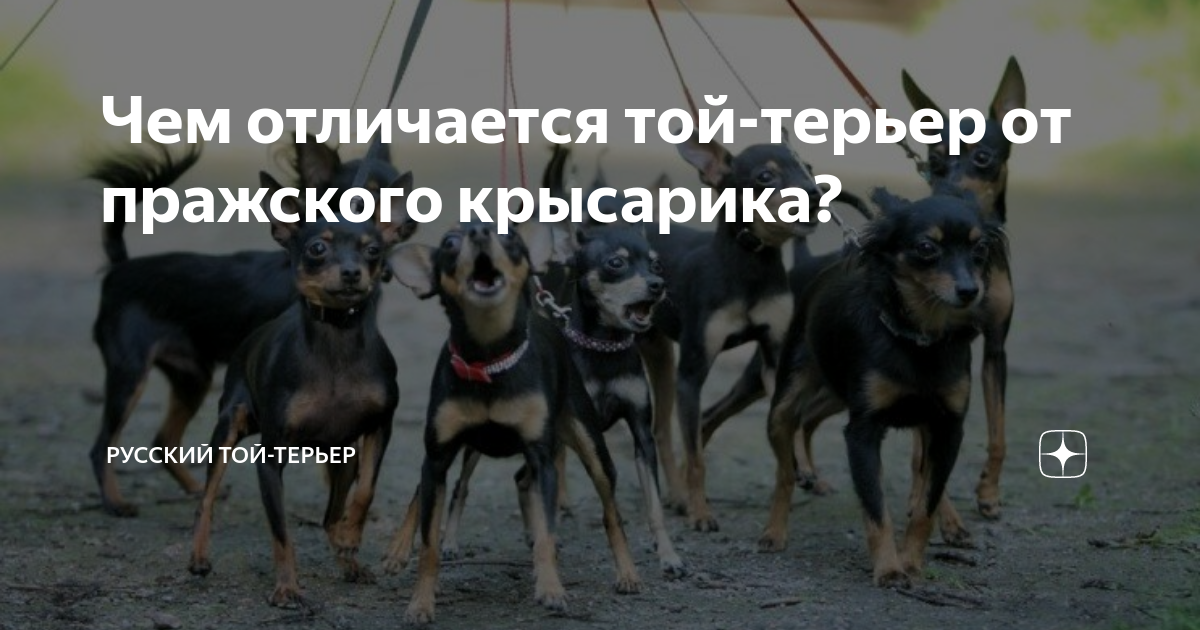 Тая разница. Чем отличается той терьер от Пражского крысарика. Отличие той терьера от Пражского крысарика. Той терьер и Пражский крысарик. Пражский крысарик отличие от той терьера.