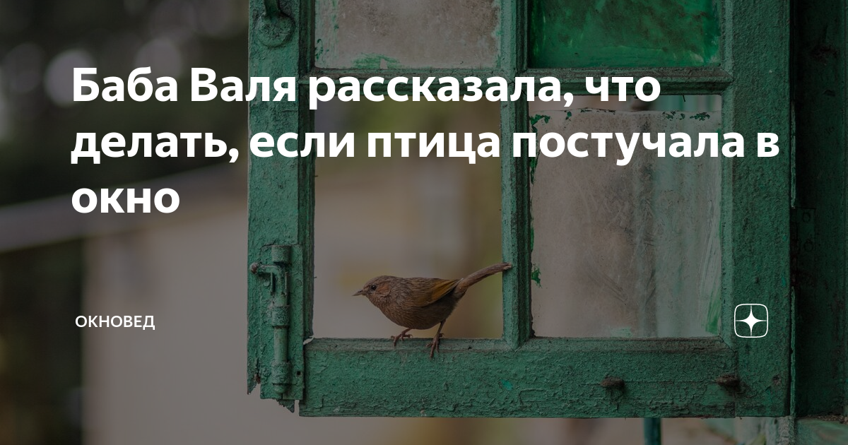 Маленькая птичка бьется в окно. Птица стучится в окно примета. Примета если птица стучит в окно. Птица постучалась в окошко. Примета птица ударилась в окно.