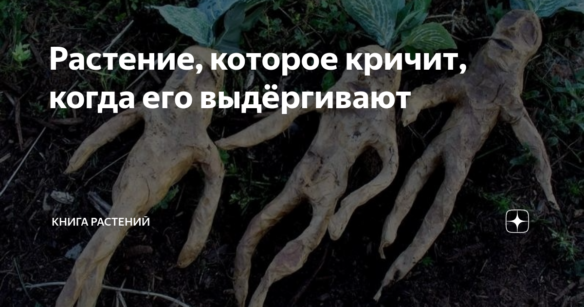 Вскрикнул корень