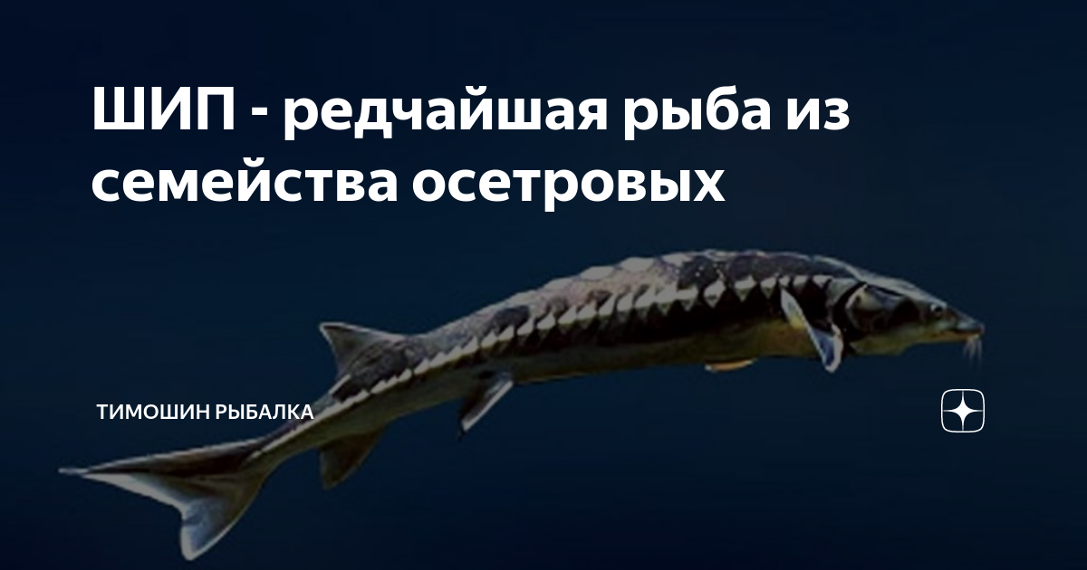 ШИП - редчайшая рыба из семейства осетровых | Тимошин Рыбалка | Дзен