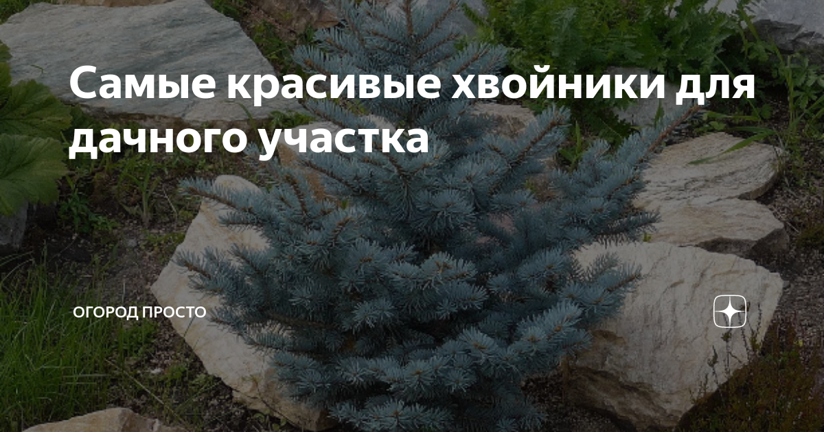 Самые красивые хвойники для дачного участка | Огород просто | Дзен