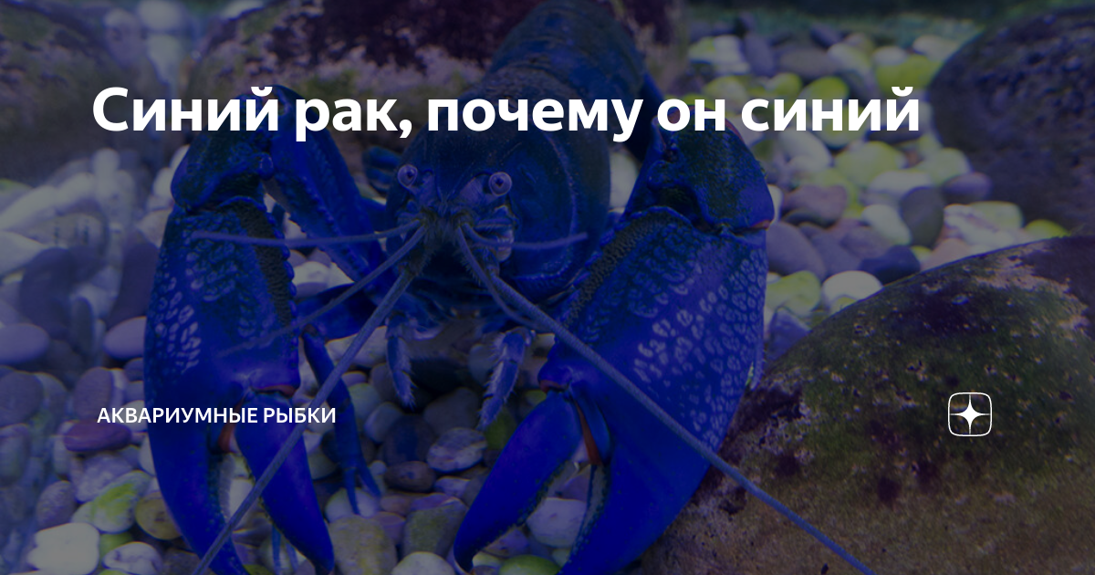 лечение рыбок метиленовым синим