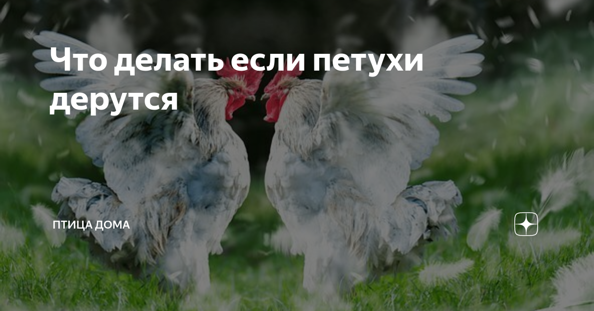 Почему дерутся ваши петухи🐓 - 5 способов отучить их это делать раз и навсегда | PRO сало! | Дзен