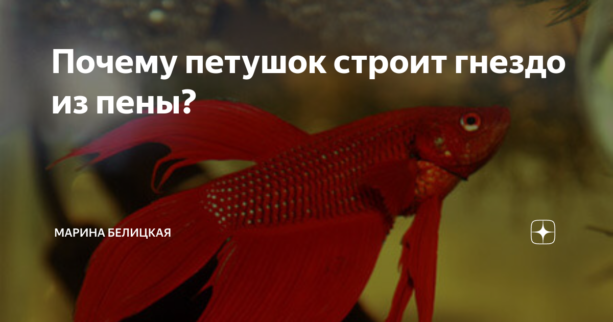Рыбки петушки гнездо. Гнезда рыбок петушков. Рыбки петушки гнездо. Гнездо сиамского петушка. Петушок строит гнездо.