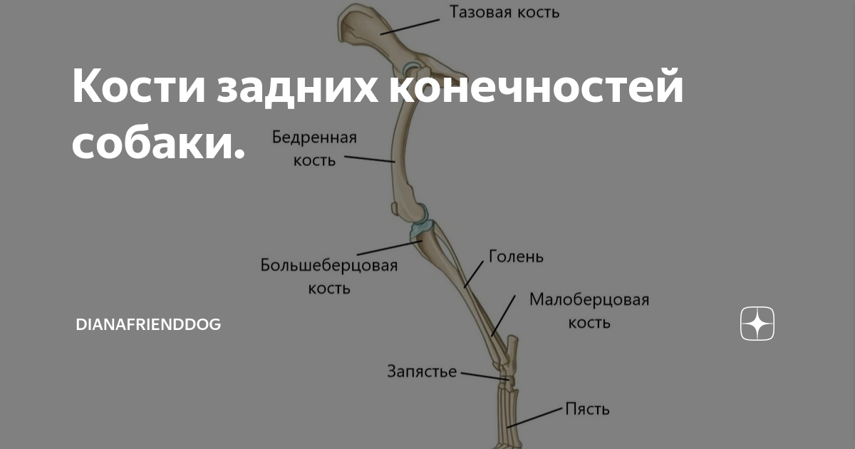 Функции задних конечностей. Функции задних конечностей