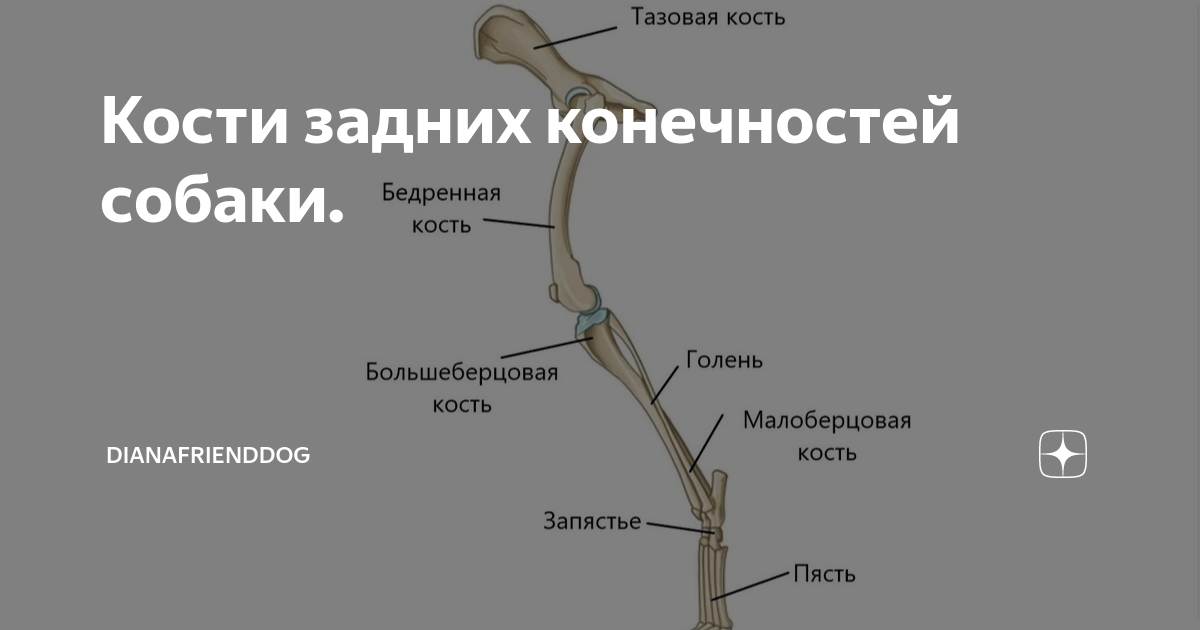 Рассмотрите кости задних конечностей назовите их обратите