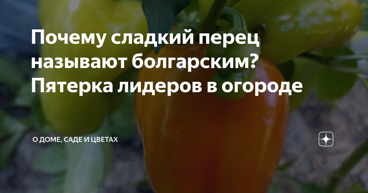 Почему перец называют болгарским