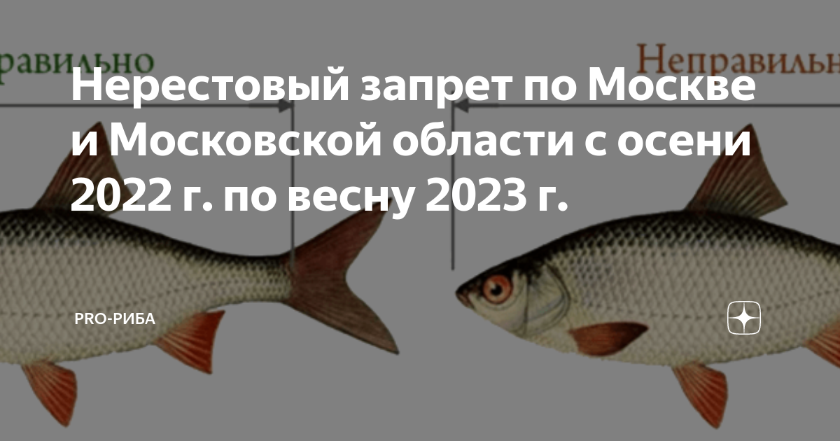 Рыбы Московской области.
