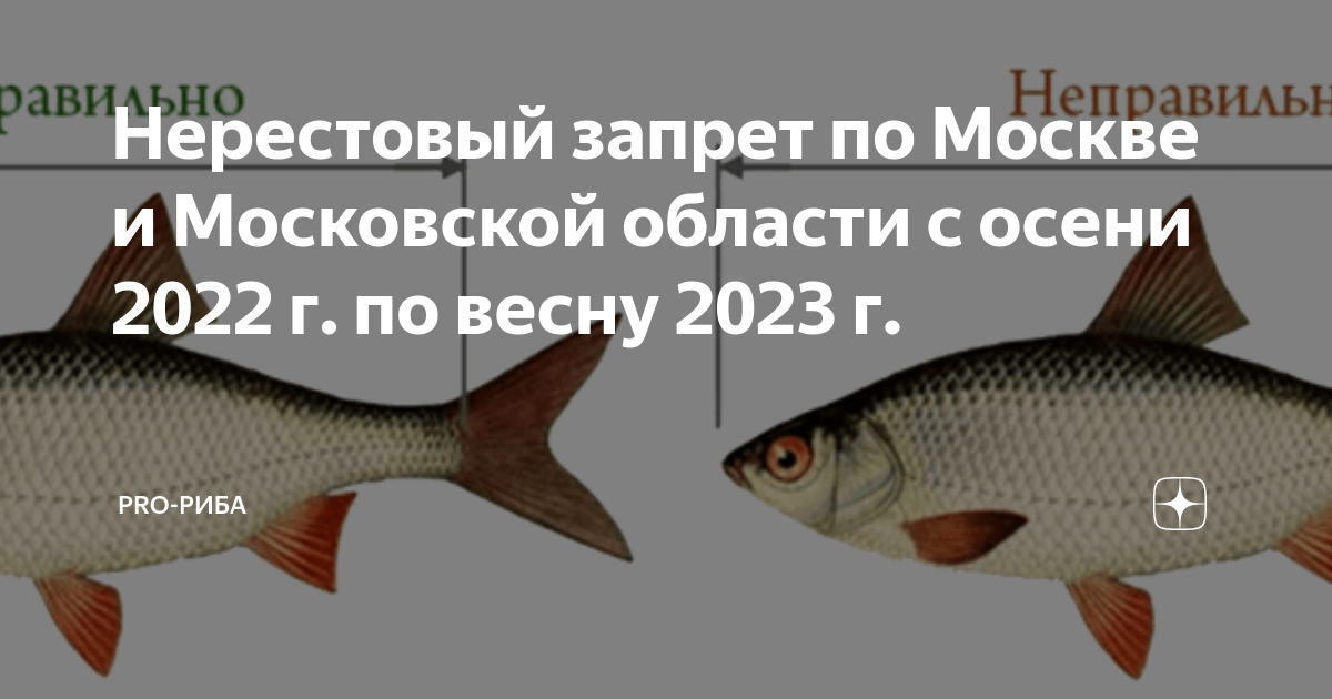 Карта нерестового запрета в московской области