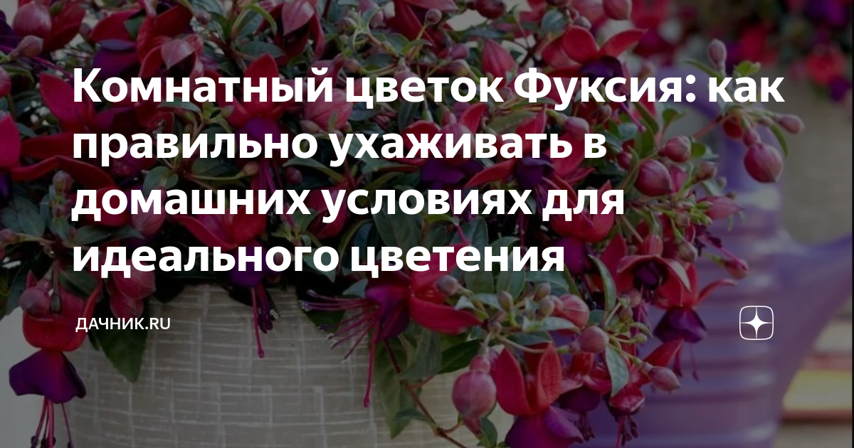Комнатный цветок Фуксия: как правильно ухаживать в домашних условиях ...