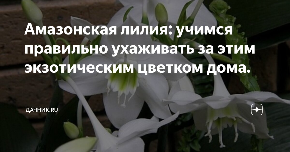Амазонская лилия: учимся правильно ухаживать за этим экзотическим ...