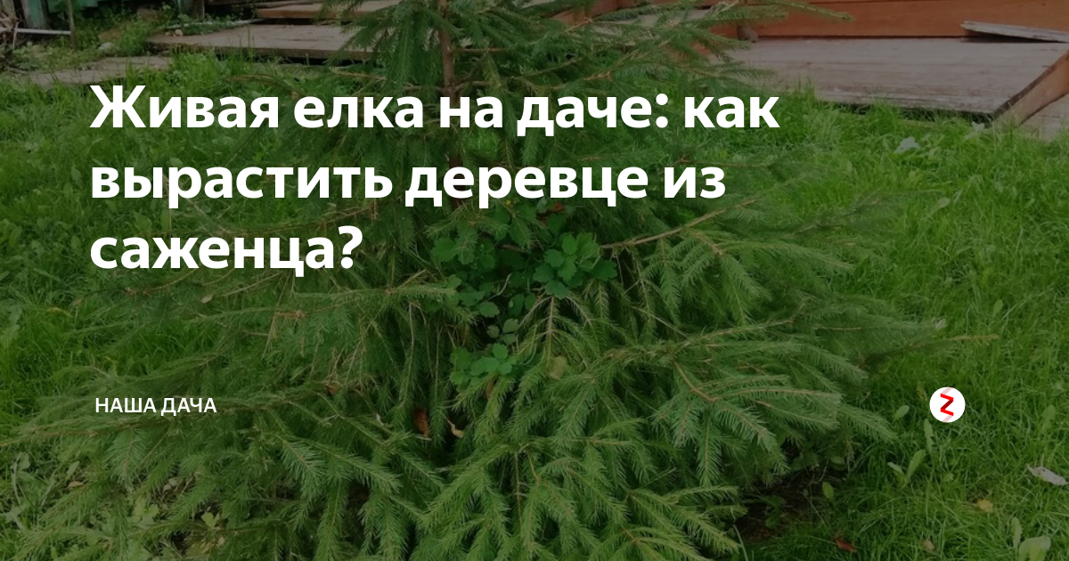 Сколько растет ель. У нас на даче растет елочка. Сколько лет растет Новогодняя елка. Сколько лет растет ель до 2 метров. На сколько сантиметров в год растет елка.